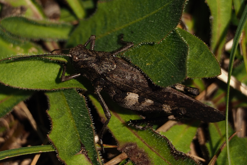 Rotflügelige Schnarrschrecke (Psophus stridulus)